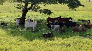 vacas e cavalos levando refúgio a partir de a Sol dentro a sombra do uma árvore video