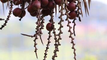 Buriti palm boom in dichtbij omhoog video