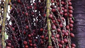 buriti palma albero nel vicino su video