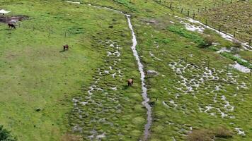 horses in a field pasture area video