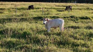 cattle cows grazing in a field in the late afternoon video