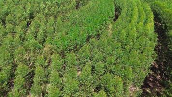 Anbau von Eukalyptus Bäume video