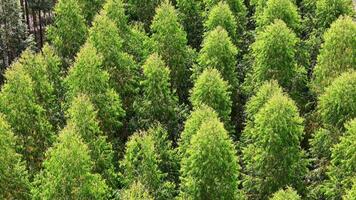 cultivo do eucalipto árvores video