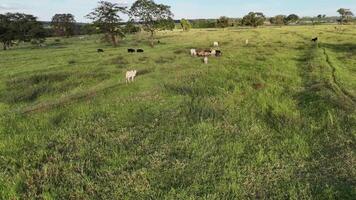 vee koeien begrazing in een veld- in de laat middag video