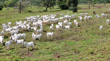 field pasture area with white cows grazing video