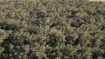 caucho árbol bosque para látex extracción video