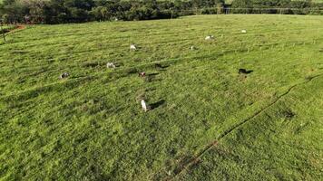 das Vieh Kühe Weiden lassen im ein Feld im das spät Nachmittag video