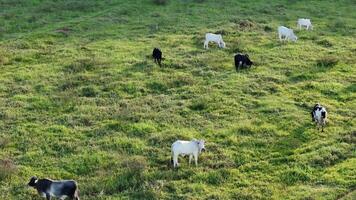 vee koeien begrazing in een veld- in de laat middag video