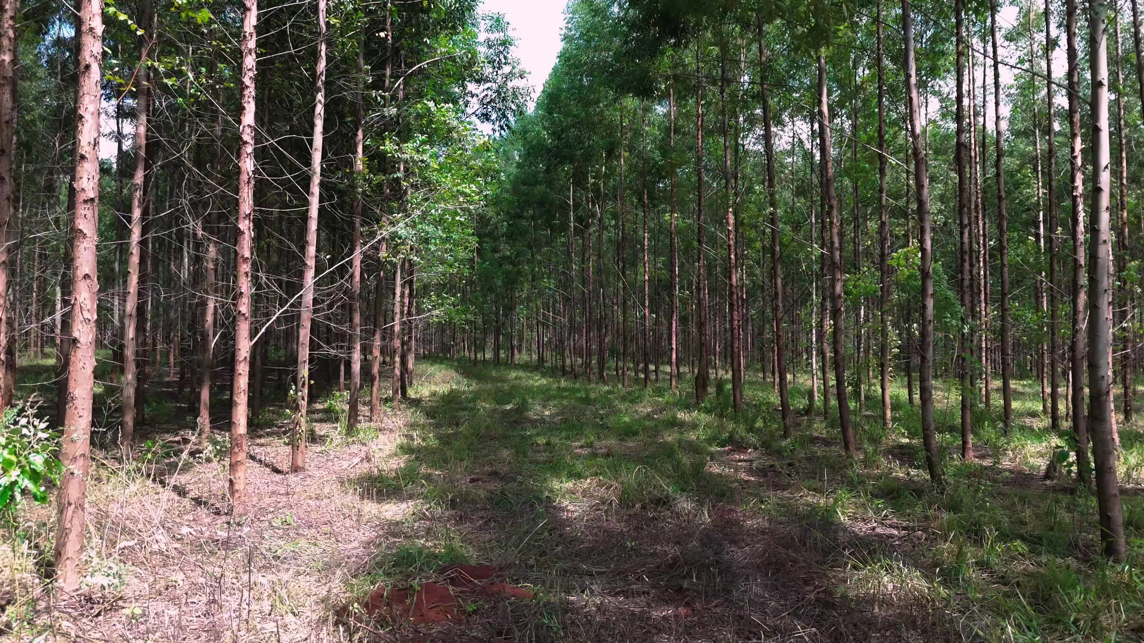 Cultivation Of Eucalyptus Trees 44138678 Stock Video At Vecteezy Cultivation Of Eucalyptus Trees 44138678 Stock Video At Vecteezy