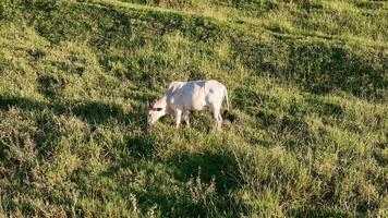 vee koeien begrazing in een veld- in de laat middag video