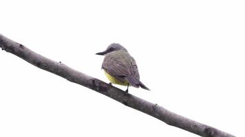 tropisch Kingbird Tier video