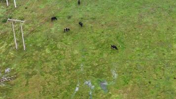 cattle grazing and lapwings flying video