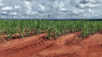 field sugar cane cultivation video