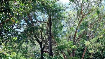 trees with little monkeys passing through the branches video