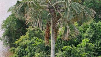 fruits of the buriti palm tree video