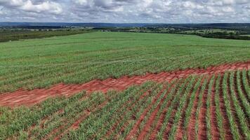 campo açúcar bengala cultivo video