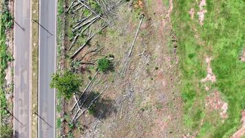 eucalyptus trunks and felled trees on the side of the highway video