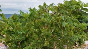 blå jacaranda träd frukt video