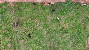 vee koeien begrazing in de veld- video