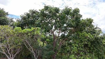 Pekea Nut Tree Leaves video