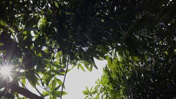 foto de mango árbol tomado desde el fondo ángulo mirando arriba. mirando arriba un mango árbol con el Dom deslumbrador. video