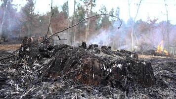 fumaça dentro floresta depois de fogo video