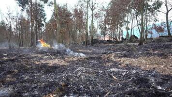 fumée dans forêt après Feu video