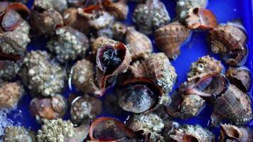 ver de apilado crudo concha con conchas para rebaja a un pescado mercado. Mariscos capturado por el pescadores. video
