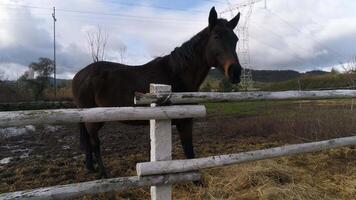 caballos en naturaleza video