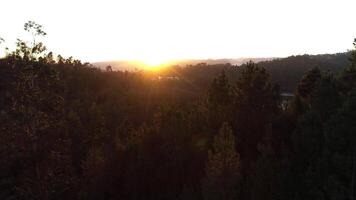 Forest River at Sunset Aerial video