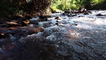 The fast and clean flow of water from the river overlooking the shaded trees on each side. video