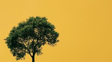 abstract nature green tree silhouette on yellow photo