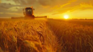 agriculture machinery cutting the ripe wheat photo