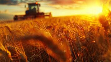 agricultura maquinaria corte el maduro trigo foto