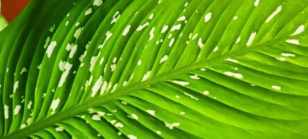 tropical plant with green leaves photo