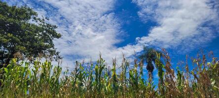 corn plantation on a farm in the interior photo