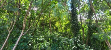 tropical bosque con grande arboles en el antecedentes foto