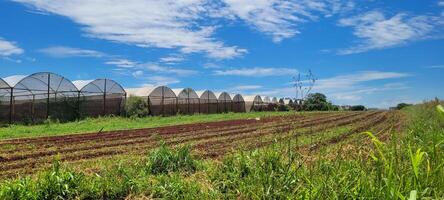 vegetable garden with vegetables planted on plowed land and in a greenhouse photo