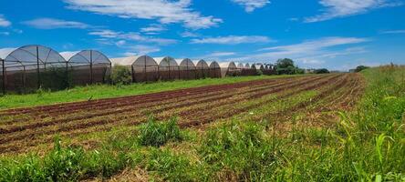 vegetable garden with vegetables planted on plowed land and in a greenhouse photo