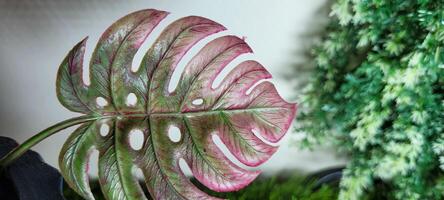 tropical plant with green leaves photo