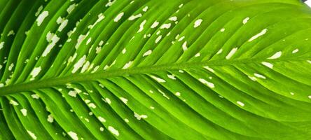 tropical plant with green leaves photo