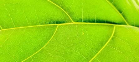 tropical plant with green leaves photo