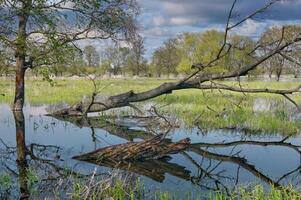 inundar a río oder en inferior oder Valle nacional parque,uckermark Región, Brandeburgo, Alemania foto