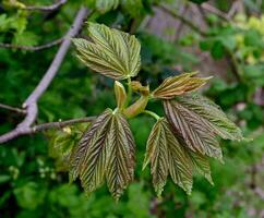bud and leaf of Sycamore Tree resp.Acer pseudoplatanus,Rhineland,Germany photo