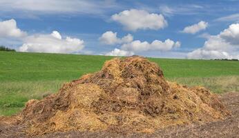 dung heap on field,lower Rhine region,Germany photo