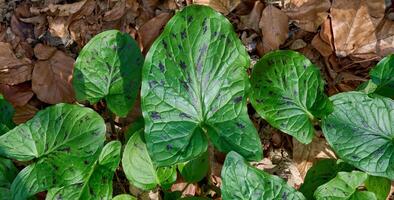 spotted leaves of cuckoo pint resp.Arum maculatum,Rhineland,Germany photo