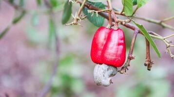 Flawed cashew nut fruits with scars and marks which were caused by disease and lack of fertilizer and water photo