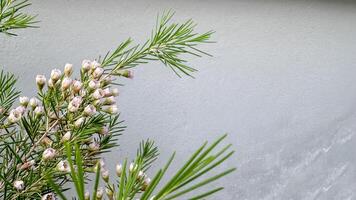 Close up flowers on gray wall photo