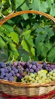 Basket of grapes and figs photo