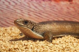 Gerrhosaurus major or Sudan plated lizard photo